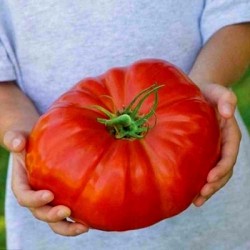 Semillas de tomate Tres Cantos