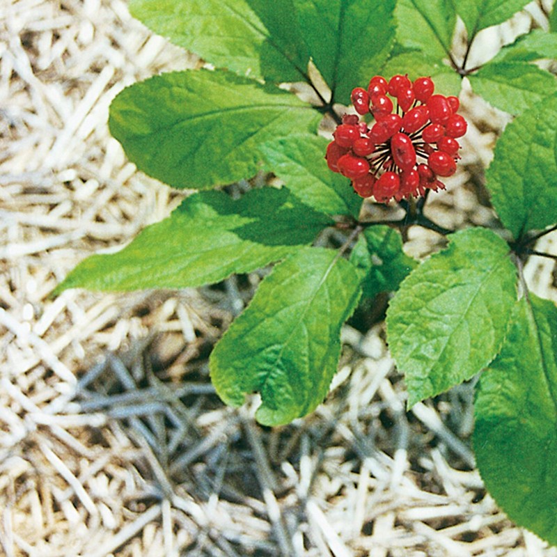Semillas de Panax Ginseng - planta medicinal | 2,50 €