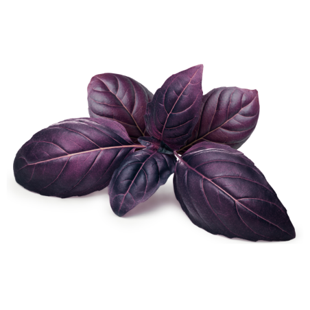 Red rubin basil Seeds (Ocimum basilicum rubrum)