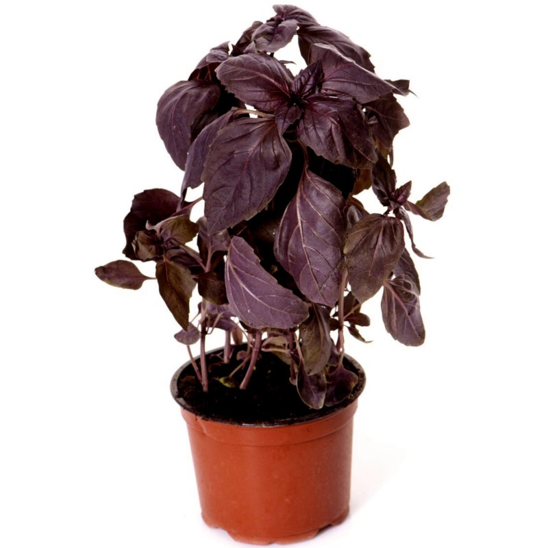 Semi di Basilico Rosso Aromatico