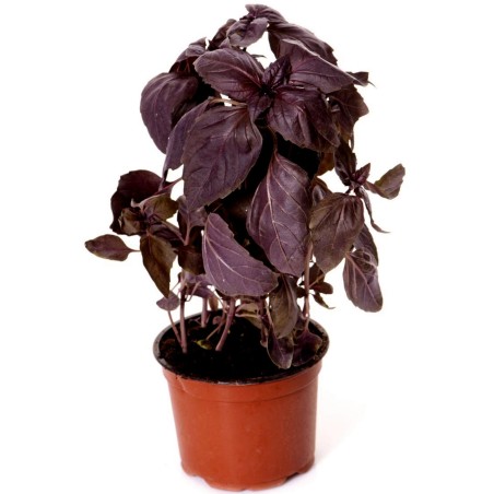 Semi di Basilico Rosso Aromatico