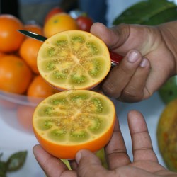 20 Samen Naranjilla essbar Lulo Solanum quitoense Quito Orange seeds 