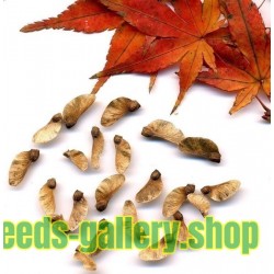 Japanese Red Maple Seeds