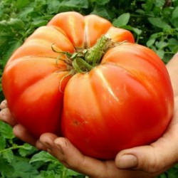 Seme dzinovskog paradajza...