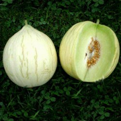 Melon seeds Hógolyó (Snow globe)