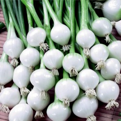 Onion Seeds - Barletta...