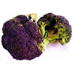 Purpurfärgade broccolifrön...