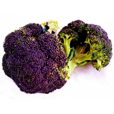 بذور البروكلي الأرجواني ميراندا | 1.95 €