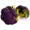 Sementes de brócolis roxo Miranda | 1,95 €