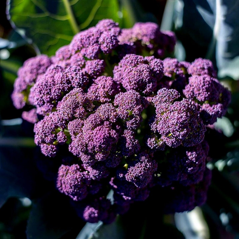 Purple Broccoli Calabrese Seeds Miranda | €1.95