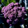 Purple Broccoli Calabrese Seeds Miranda | €1.95