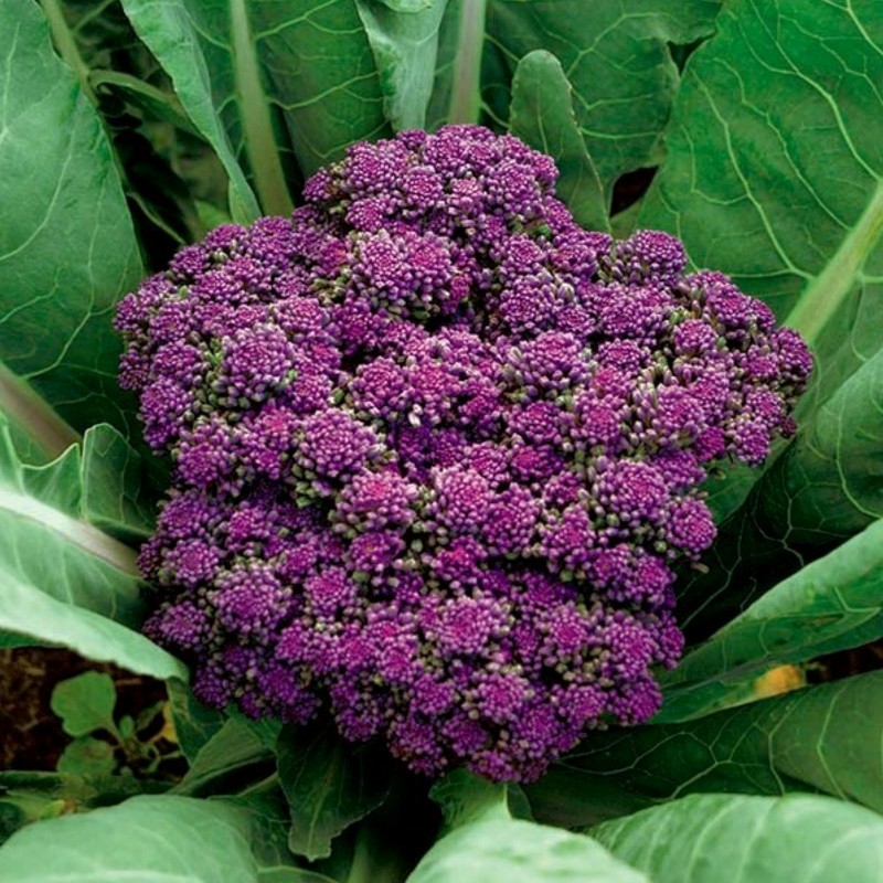 Semi di broccoli viola Miranda | 1,95 €