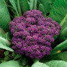 Sementes de brócolis roxo Miranda | 1,95 €