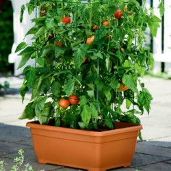 Ungersk tomatfrön Mano