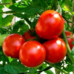 Kecskemét اليوبيل بذور الطماطم
