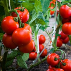 Madjarski paradajz seme Kecskeméti 3 F1