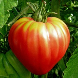 الطماطم بذور المجري ثور القلب