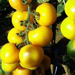 Romus domates tohumları