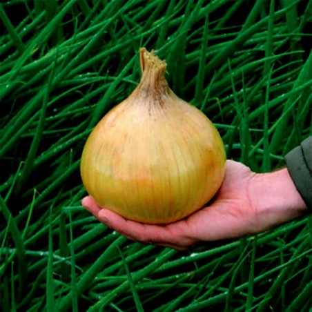 Goliath Giant Onion Seeds | €1.95