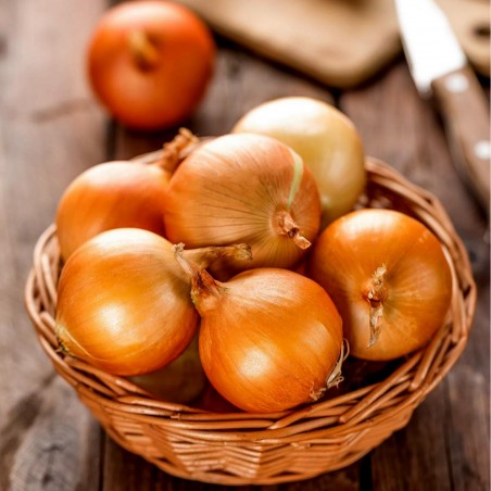 Goliath Giant Onion Seeds | €1.95