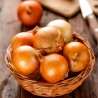 Goliath Giant Onion Seeds | €1.95