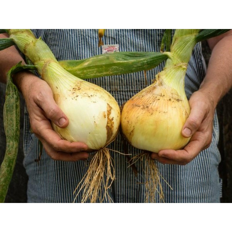 Goliath Giant Onion Seeds | €1.95