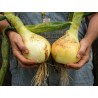 Goliath Giant Onion Seeds | €1.95