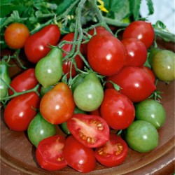 Seme paradajza Radana