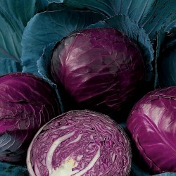Red cabbage seeds Rufus