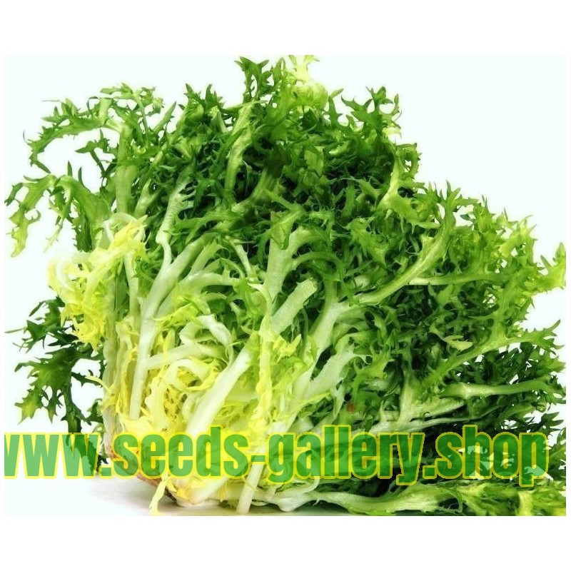 Seme Salate Endivija 'De Ruffec' (Cichorium endivia)