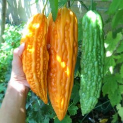Bitter Melon Seeds (Momordica Charantia)
