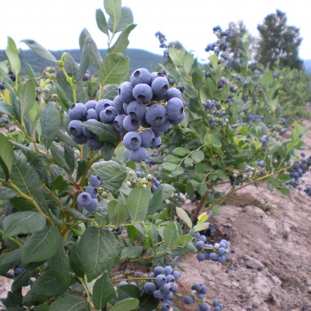 DUKE Blueberry Seeds (Vaccinium Corymbosum) | € 1,95