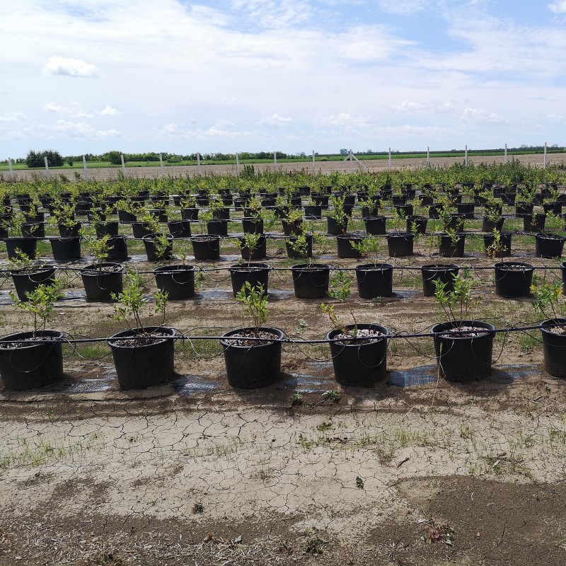 DUKE Blueberry Seeds (Vaccinium Corymbosum) - Price €1.95