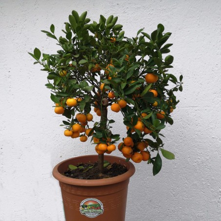Price: €4.95 - Calamondin-Orange Zwergorange Samen -