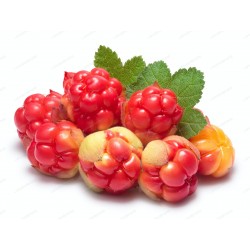 Moroška Seme (Rubus...