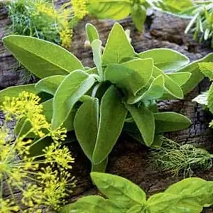 ORGANIC HERB SEEDS FOR SALE